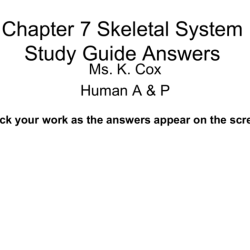 The skeletal system haspi answer key