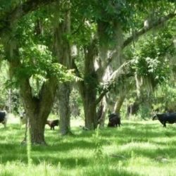 Advantages and disadvantages of agroforestry