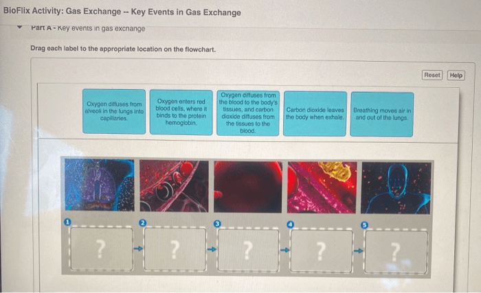 Bioflix activity: how synapses work -- events at a synapse