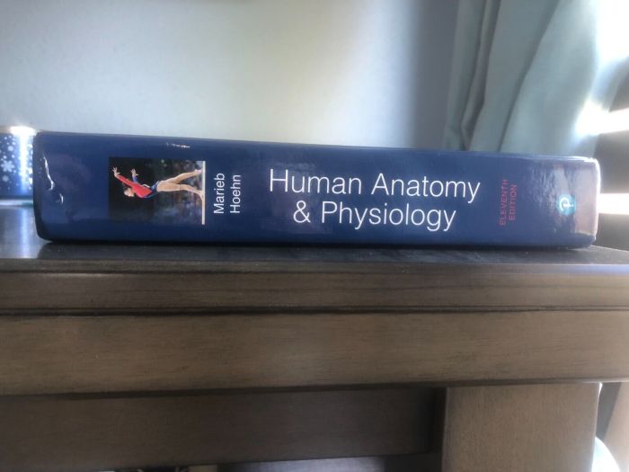 Human anatomy and physiology 11th edition marieb & hoehn