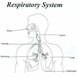 The respiratory system worksheet answers pdf